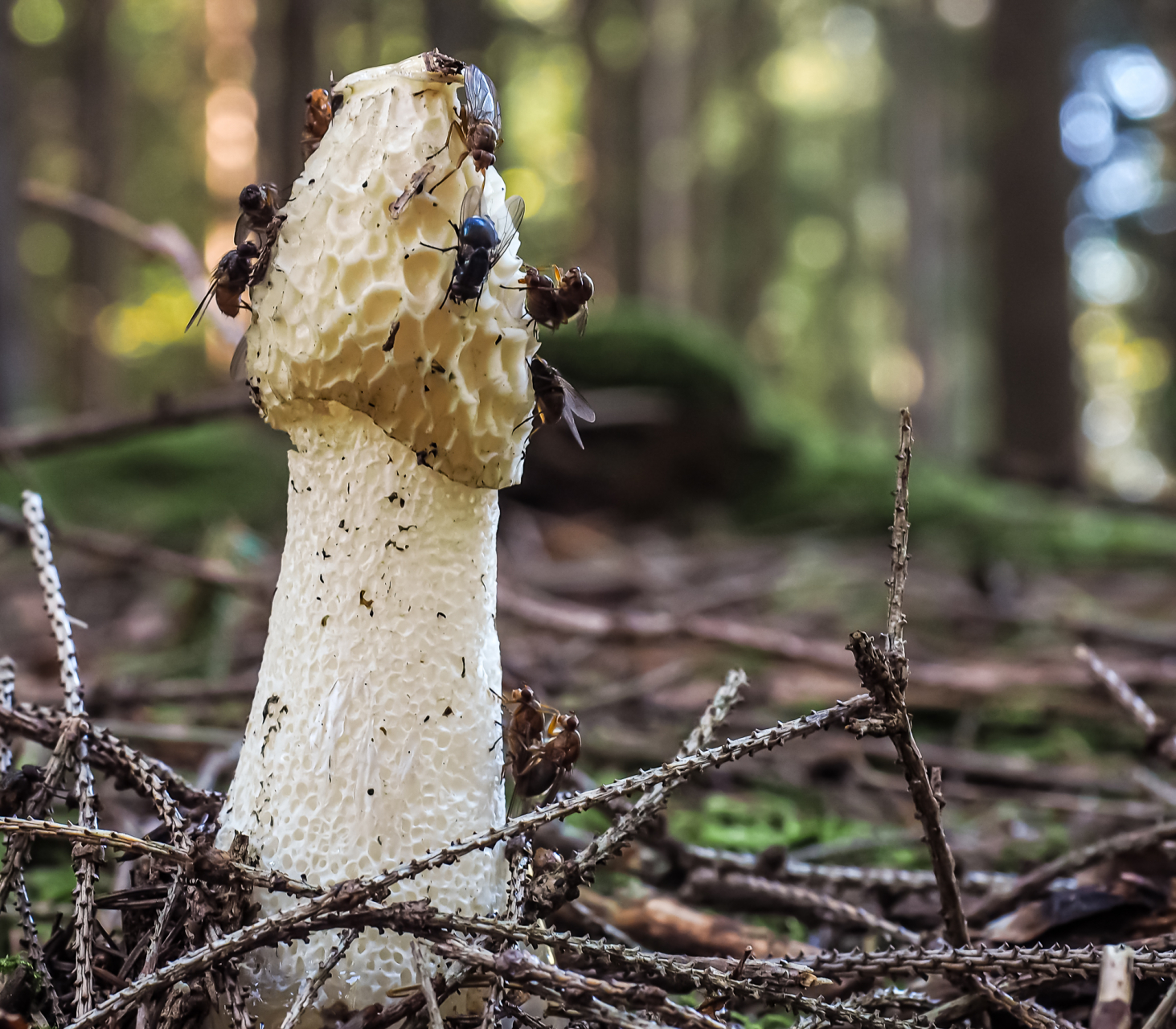 Stinkmorchel Stinkmorchel