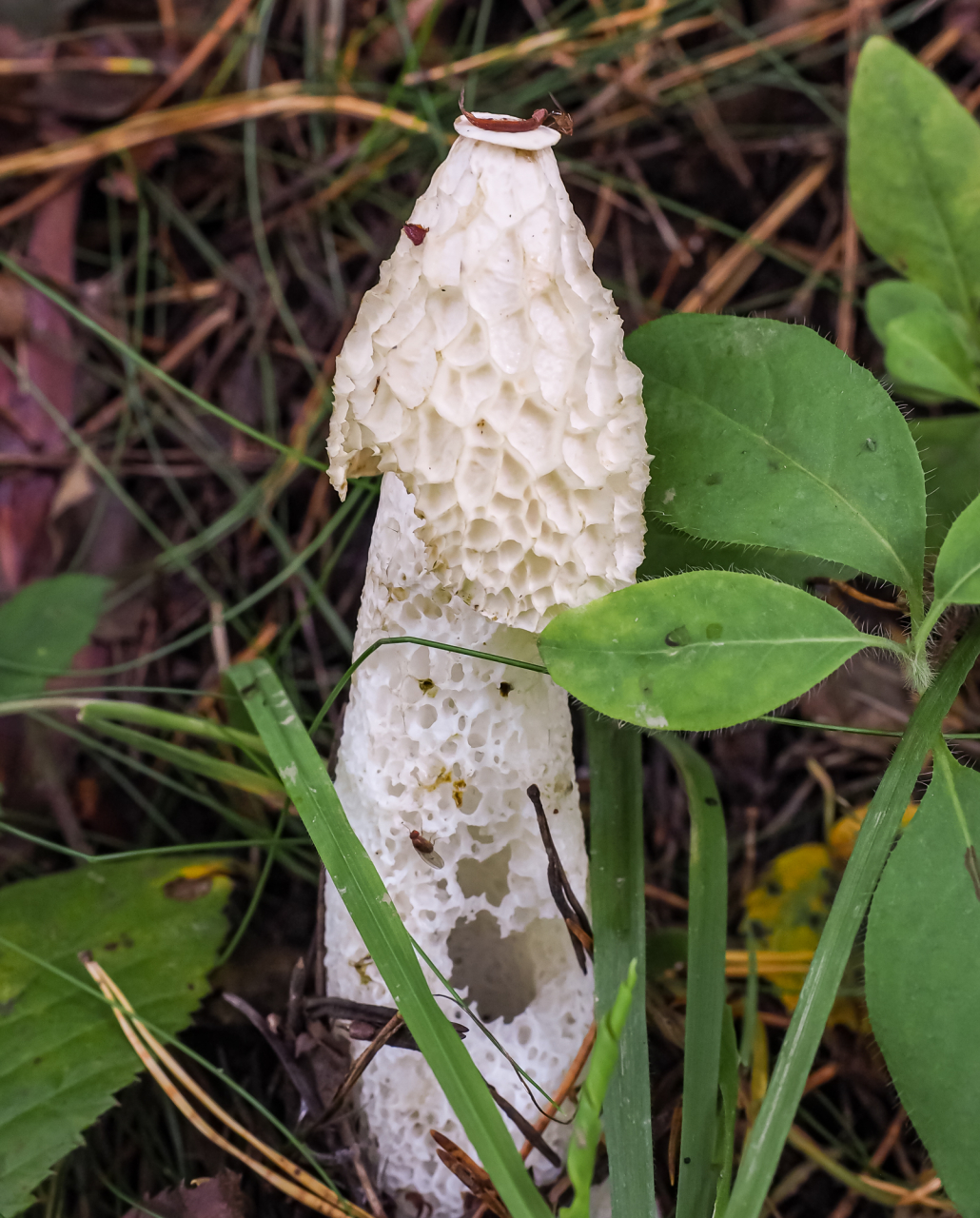 Stinkmorchel Stinkmorchel