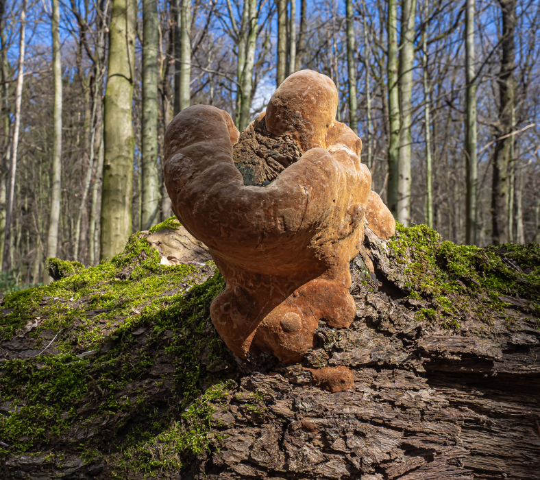 Eichenfeuerschwamm Eichenfeuerschwamm