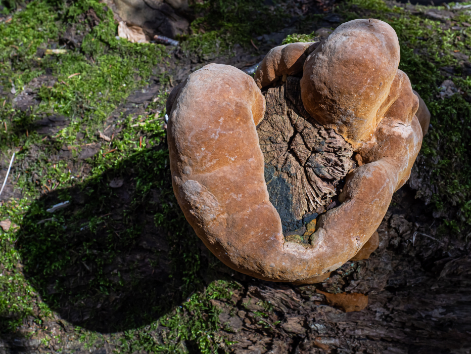 Eichenfeuerschwamm Eichenfeuerschwamm