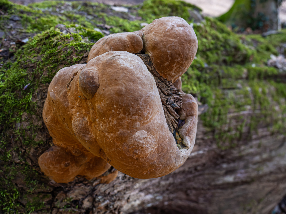 Eichenfeuerschwamm Eichenfeuerschwamm