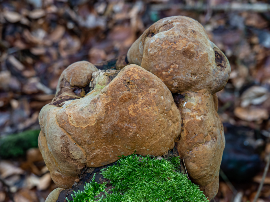 Eichenfeuerschwamm Eichenfeuerschwamm