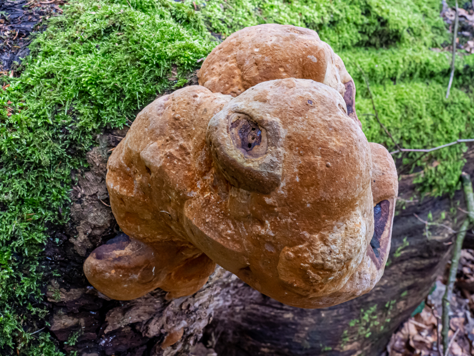 Eichenfeuerschwamm Eichenfeuerschwamm