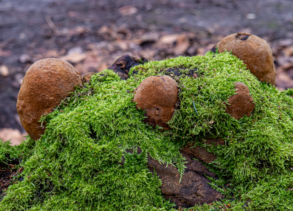 Eichenfeuerschwamm Eichenfeuerschwamm