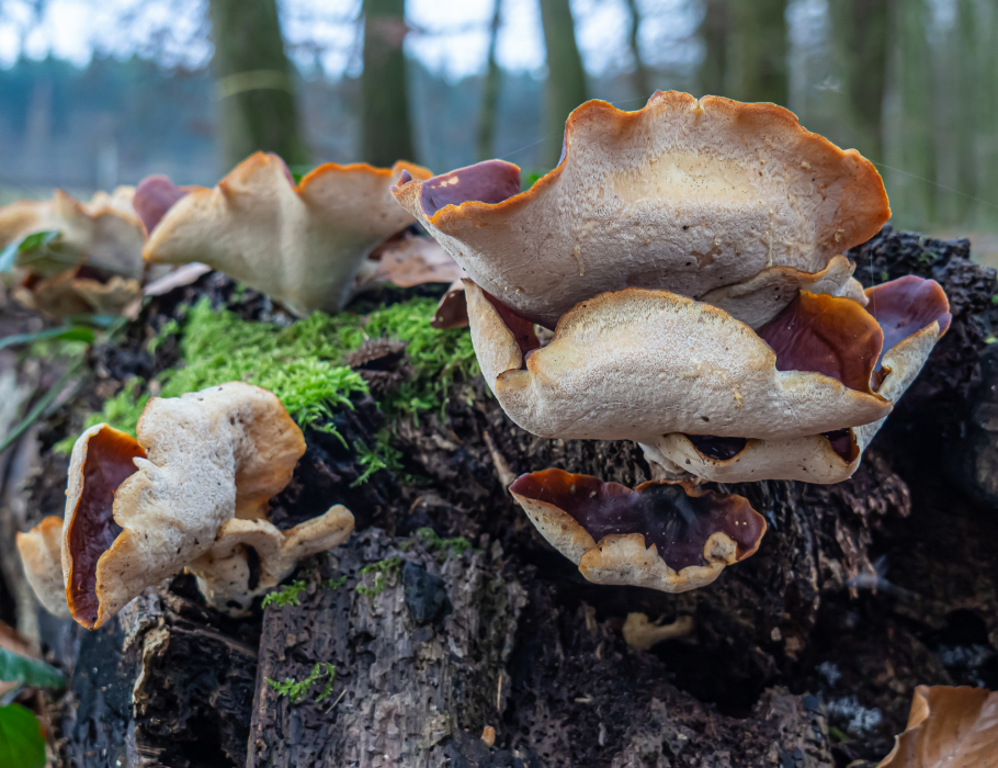 Kastanienbrauner Stielporling Kastanienbrauner Stielporling