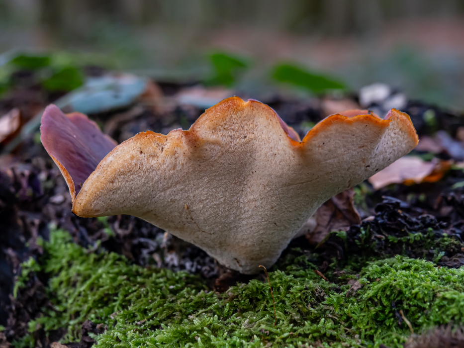 Kastanienbrauner Stielporling Kastanienbrauner Stielporling