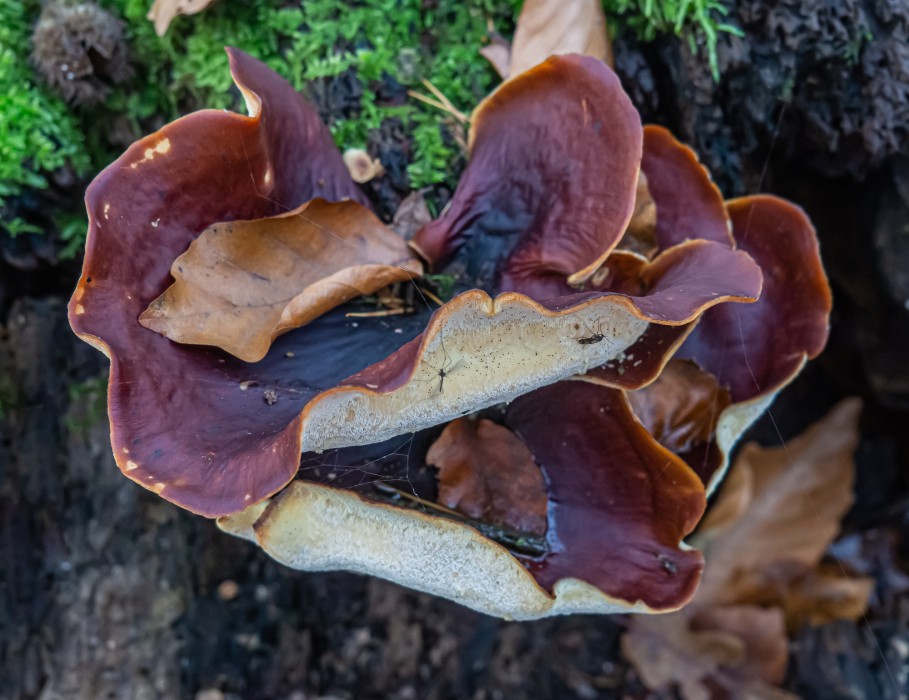 Kastanienbrauner Stielporling Kastanienbrauner Stielporling