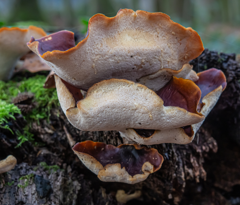 Kastanienbrauner Stielporling Kastanienbrauner Stielporling