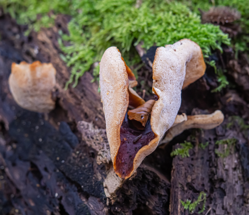 Kastanienbrauner Stielporling Kastanienbrauner Stielporling