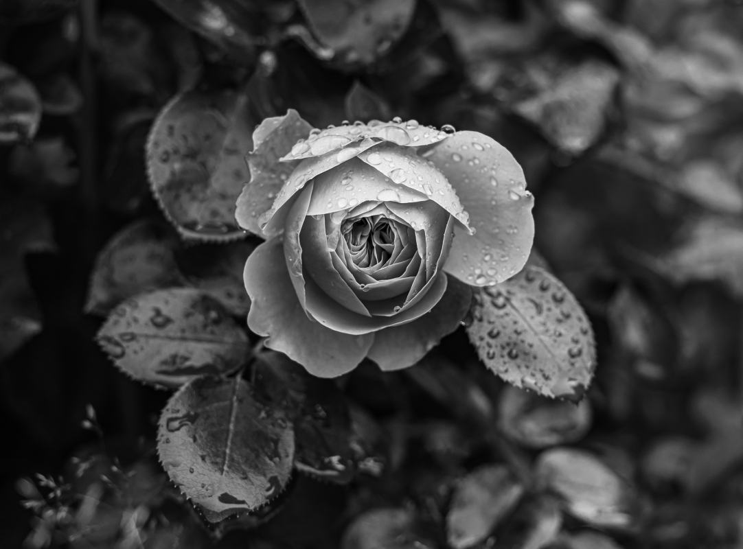 Blüten und Blumen in Schwarzweiss