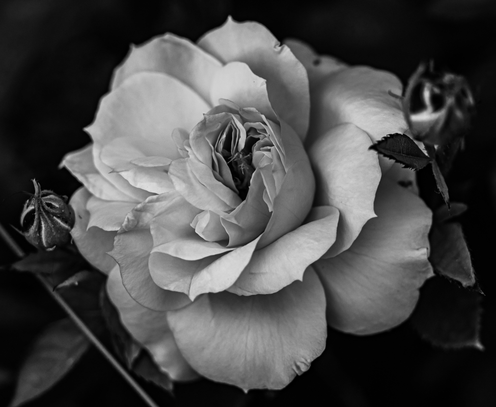 Blüten und Blumen in Schwarzweiss