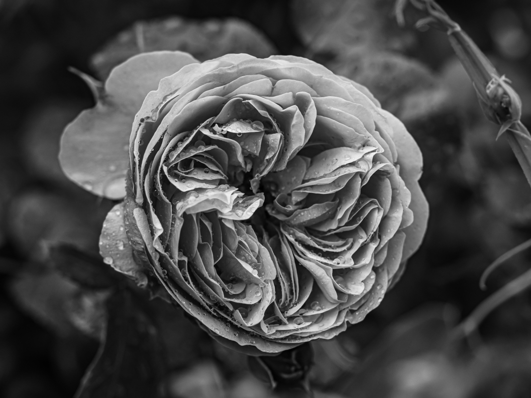 Blüten und Blumen in Schwarzweiss