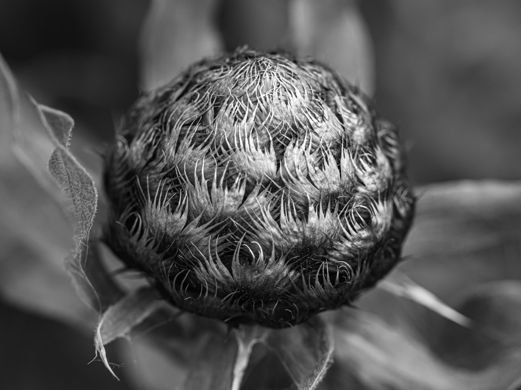 Blüten und Blumen in Schwarzweiss