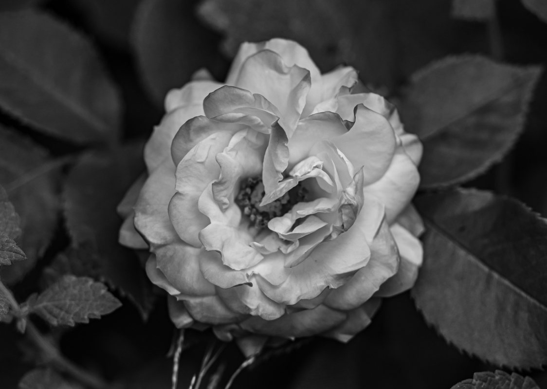 Blüten und Blumen in Schwarzweiss