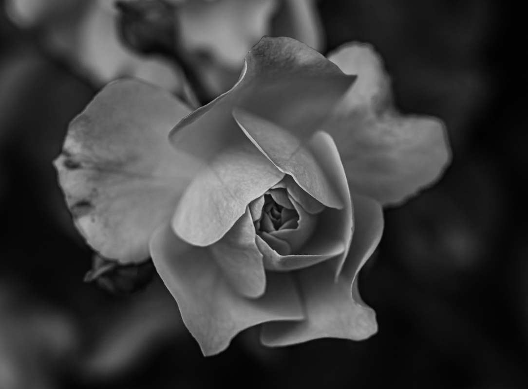 Blüten und Blumen in Schwarzweiss