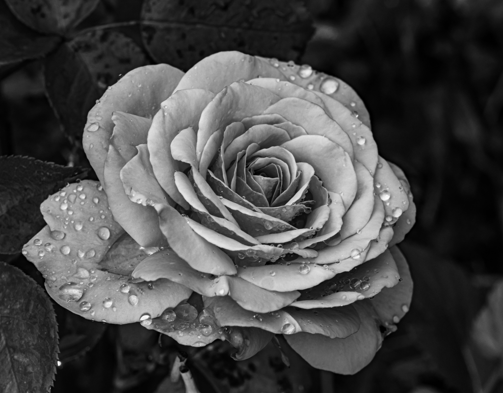 Blüten und Blumen in Schwarzweiss