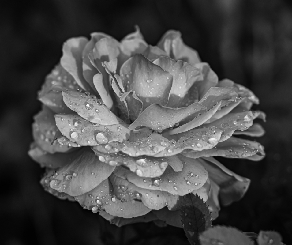 Blüten und Blumen in Schwarzweiss