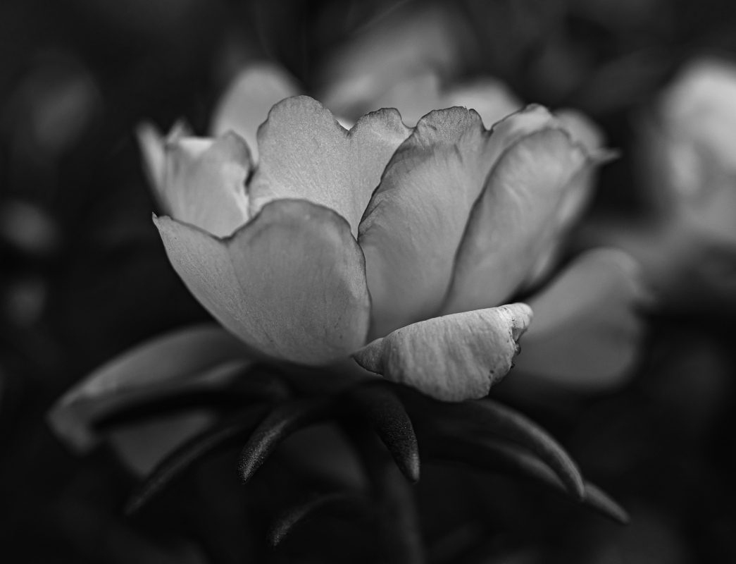 Blüten und Blumen in Schwarzweiss