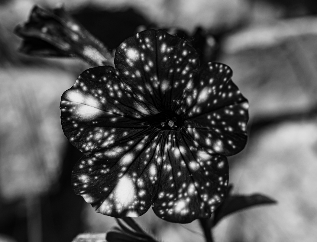 Blüten und Blumen in Schwarzweiss