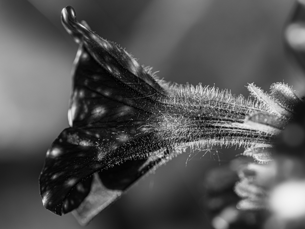 Blüten und Blumen in Schwarzweiss