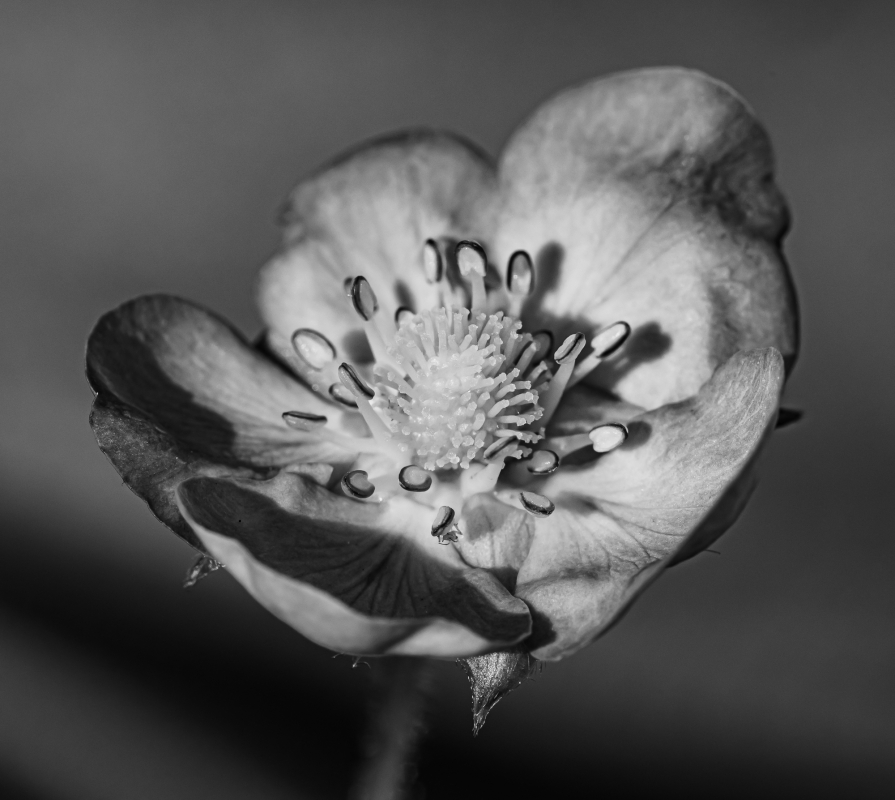 Blüten und Blumen in Schwarzweiss