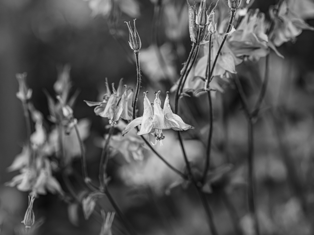 Blüten und Blumen in Schwarzweiss