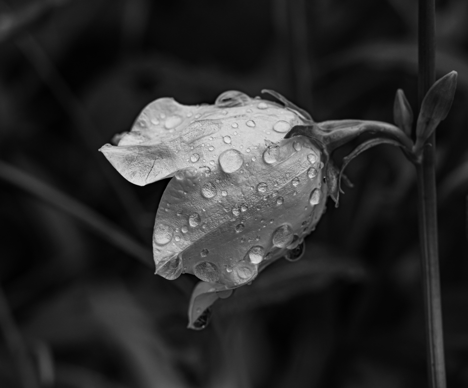 Blüten und Blumen in Schwarzweiss
