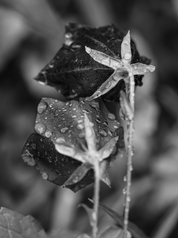 Blüten und Blumen in Schwarzweiss
