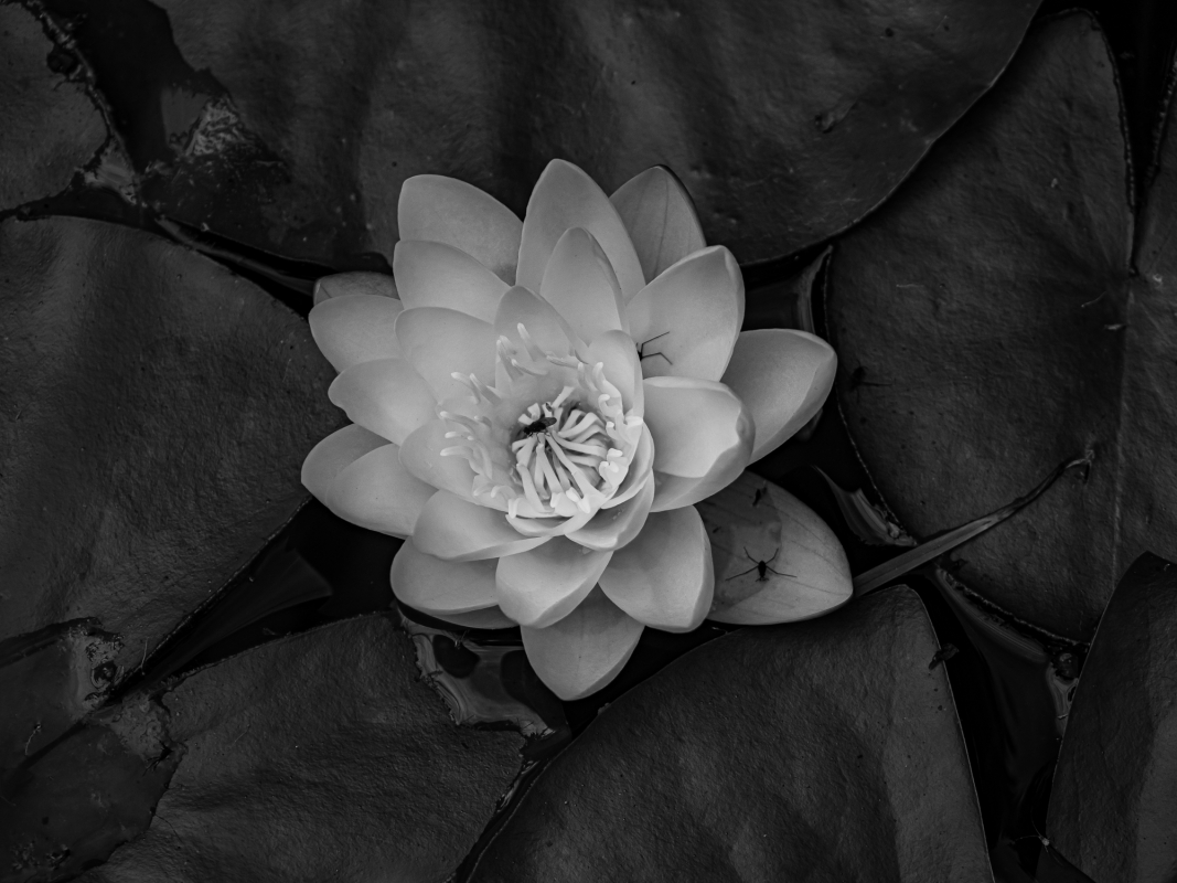 Blüten und Blumen in Schwarzweiss