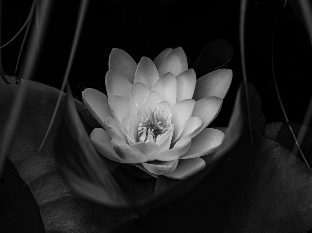 Blüten und Blumen in Schwarzweiss