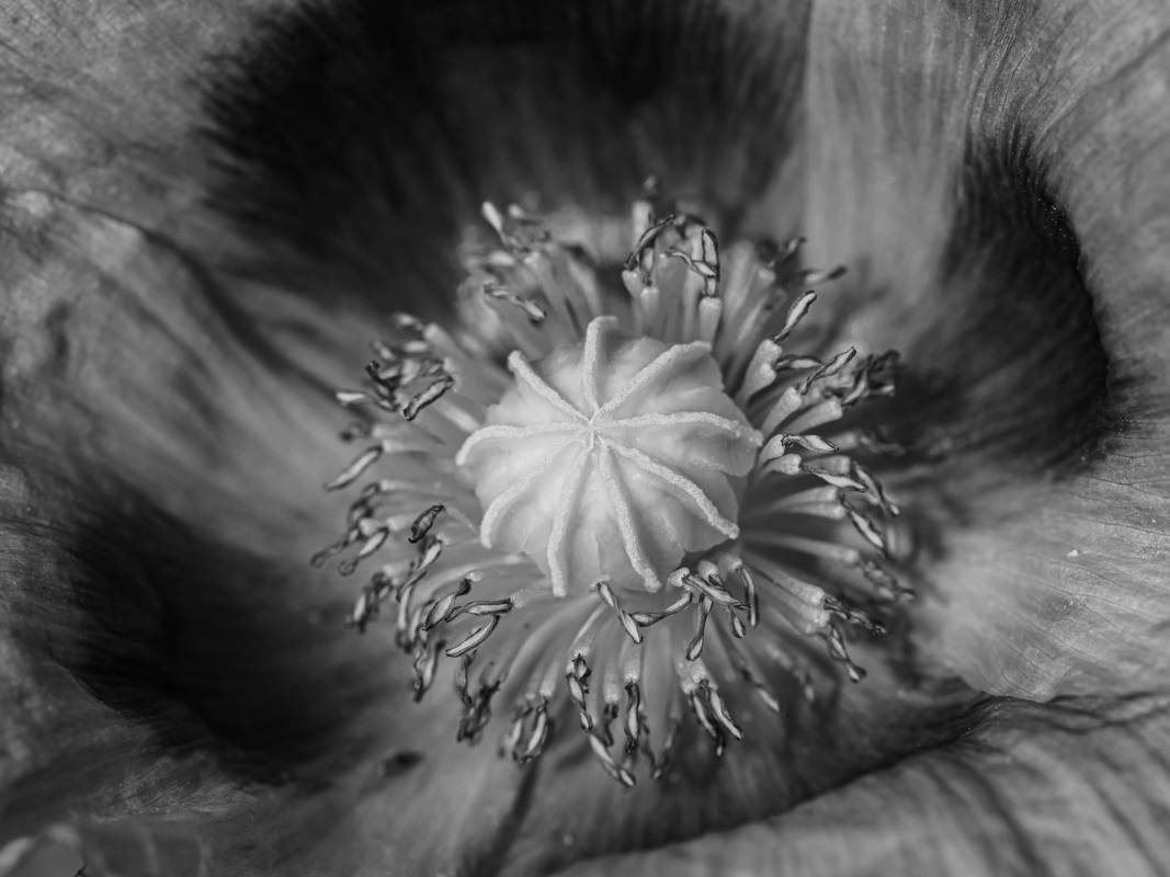 Blüten und Blumen in Schwarzweiss