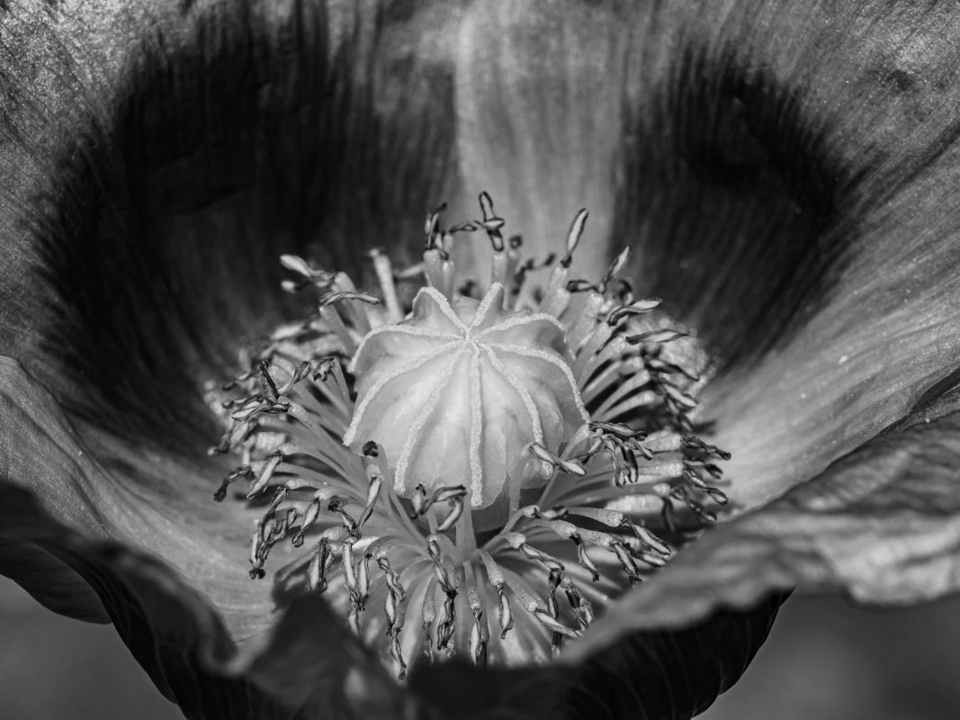 Blüten und Blumen in Schwarzweiss