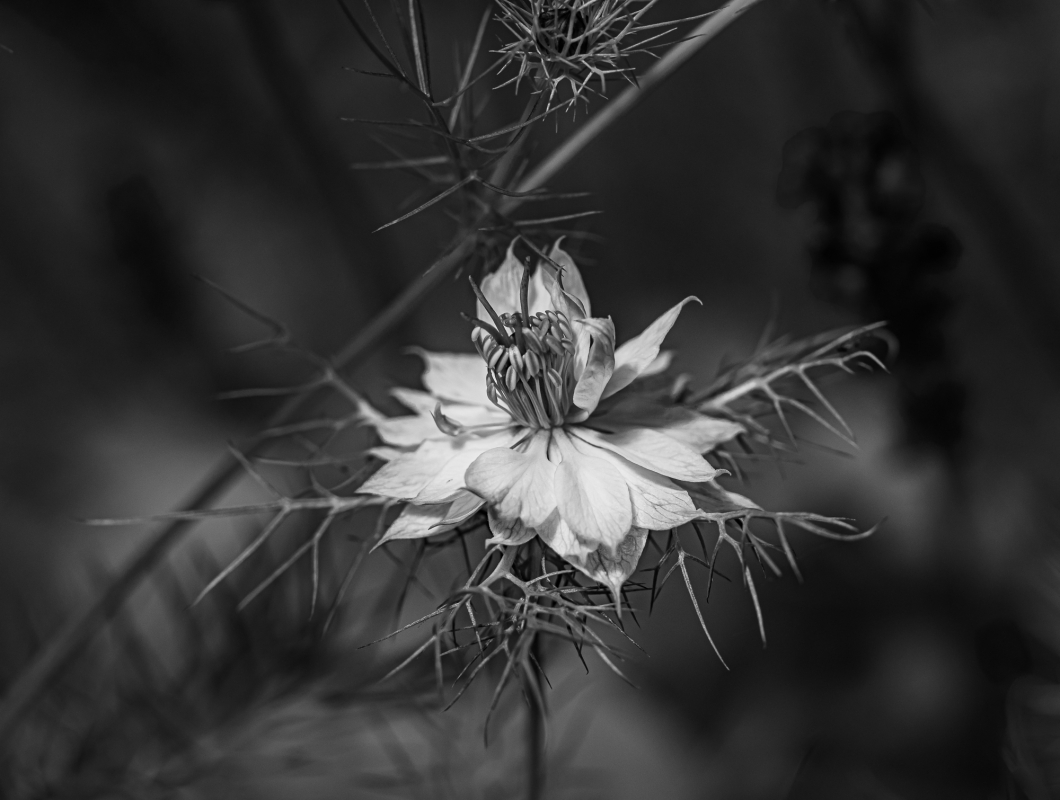 Blüten und Blumen in Schwarzweiss