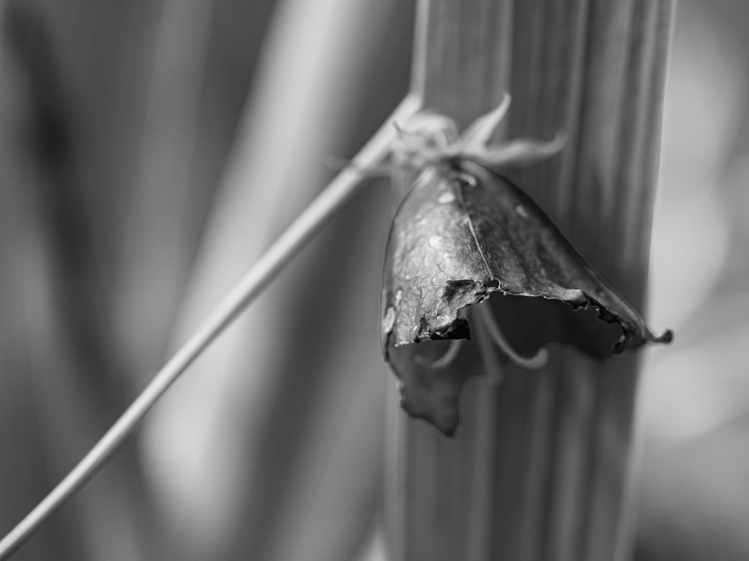 Blüten und Blumen in Schwarzweiss