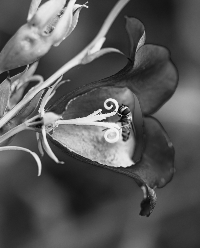 Blüten und Blumen in Schwarzweiss