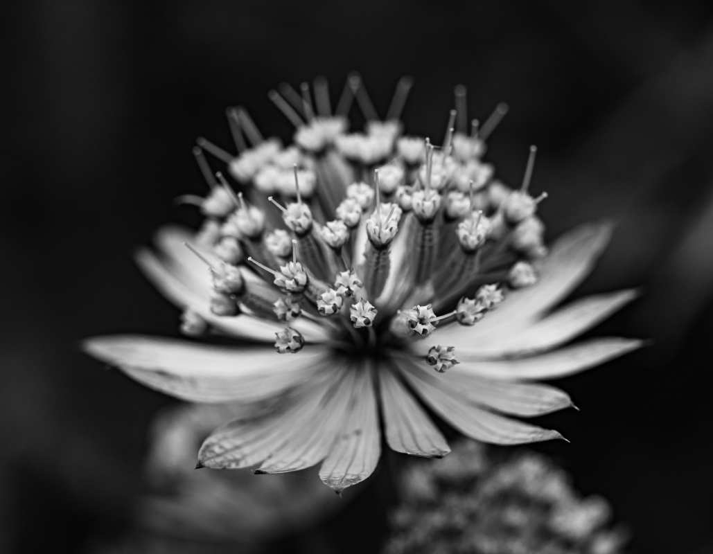 Blüten und Blumen in Schwarzweiss