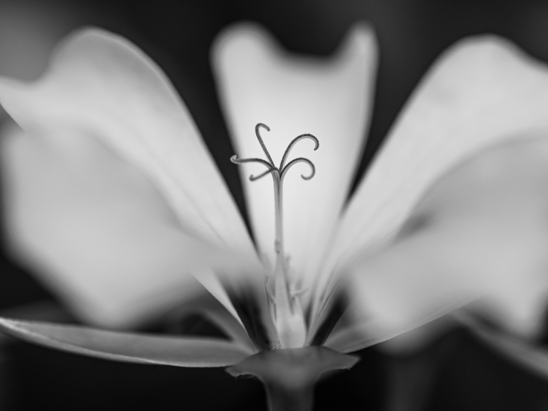 Blüten und Blumen in Schwarzweiss