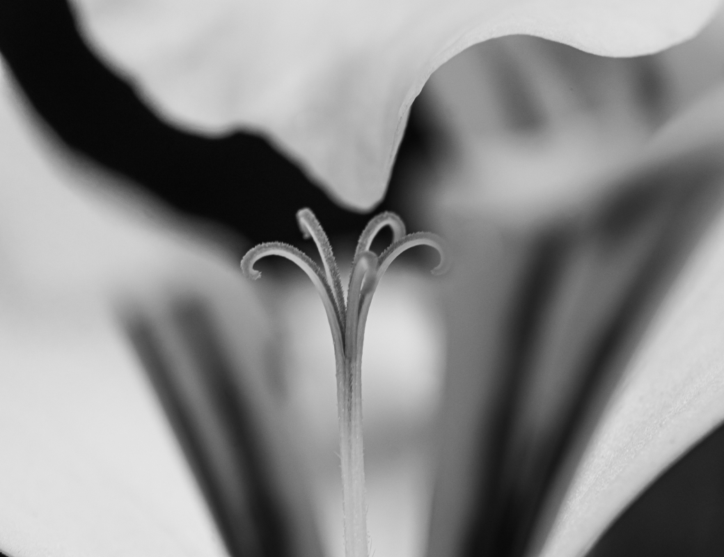 Blüten und Blumen in Schwarzweiss