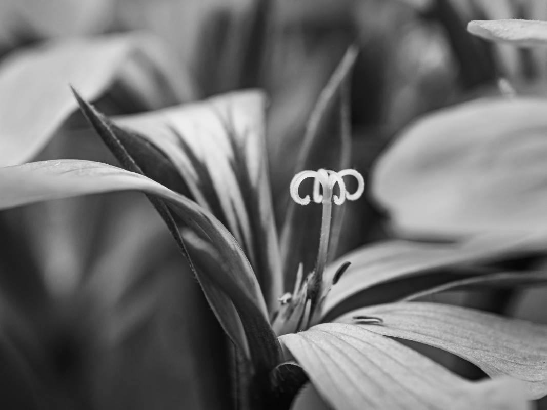 Blüten und Blumen in Schwarzweiss