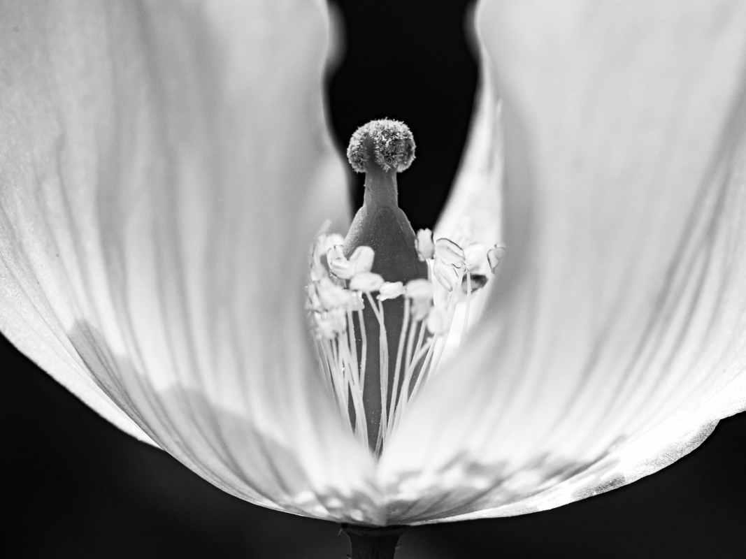 Blüten und Blumen in Schwarzweiss