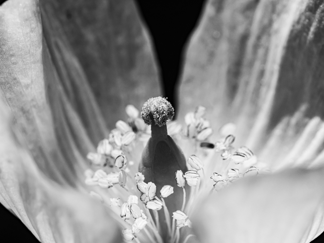 Blüten und Blumen in Schwarzweiss