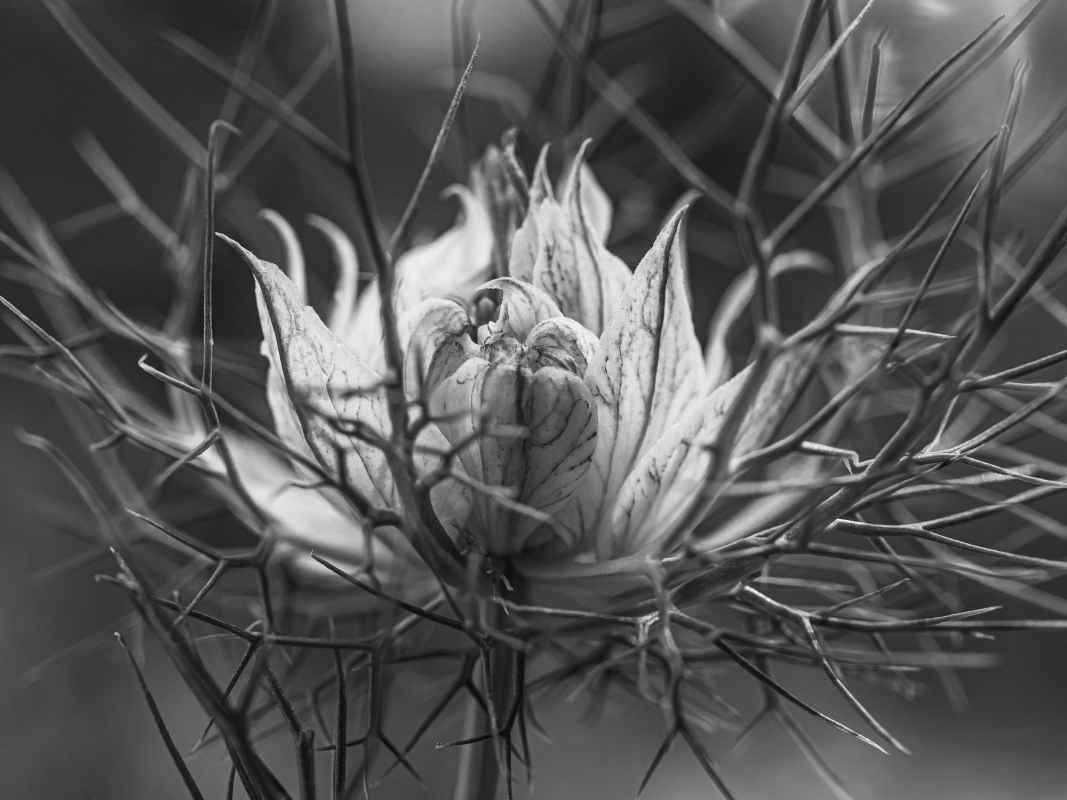 Blüten und Blumen in Schwarzweiss