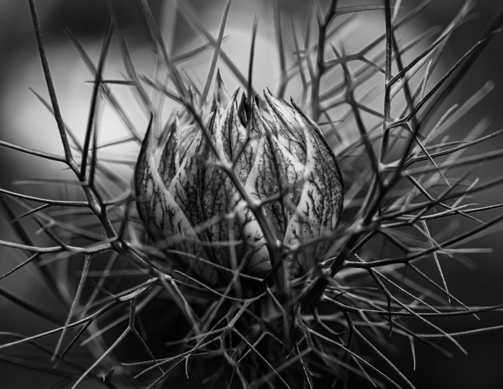 Blüten und Blumen in Schwarzweiss