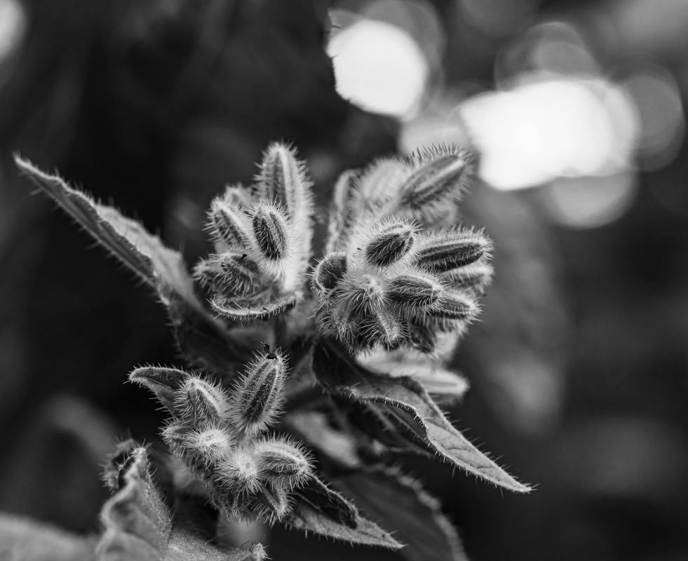 Blüten und Blumen in Schwarzweiss