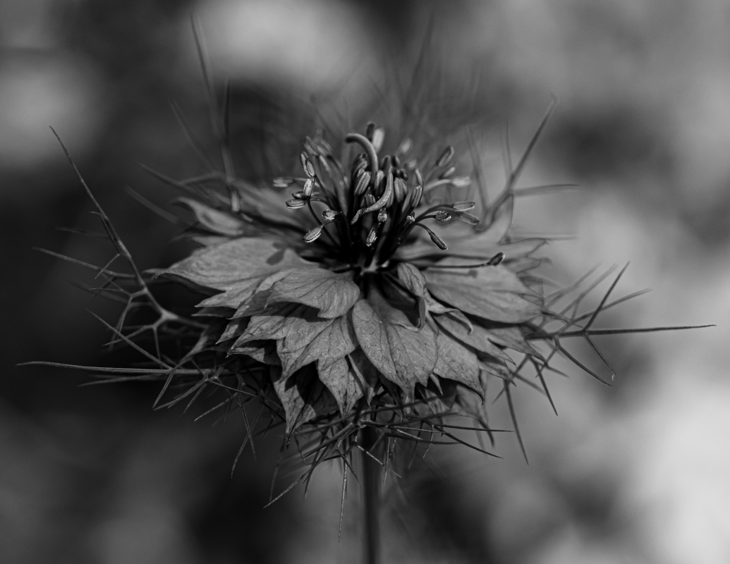 Blüten und Blumen in Schwarzweiss