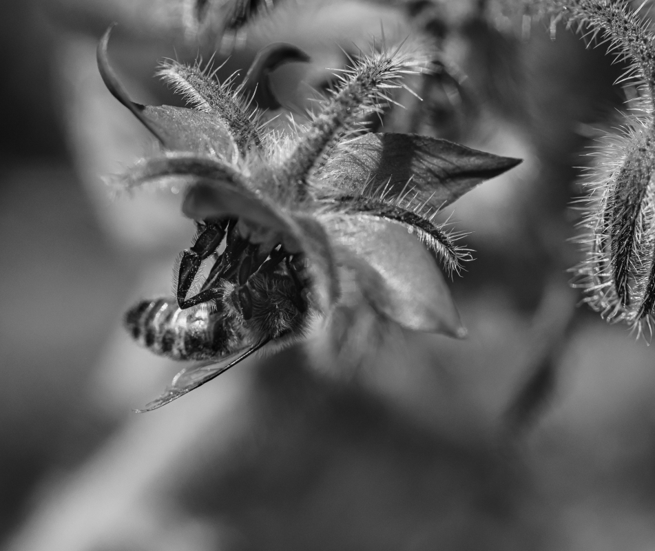 Blüten und Blumen in Schwarzweiss