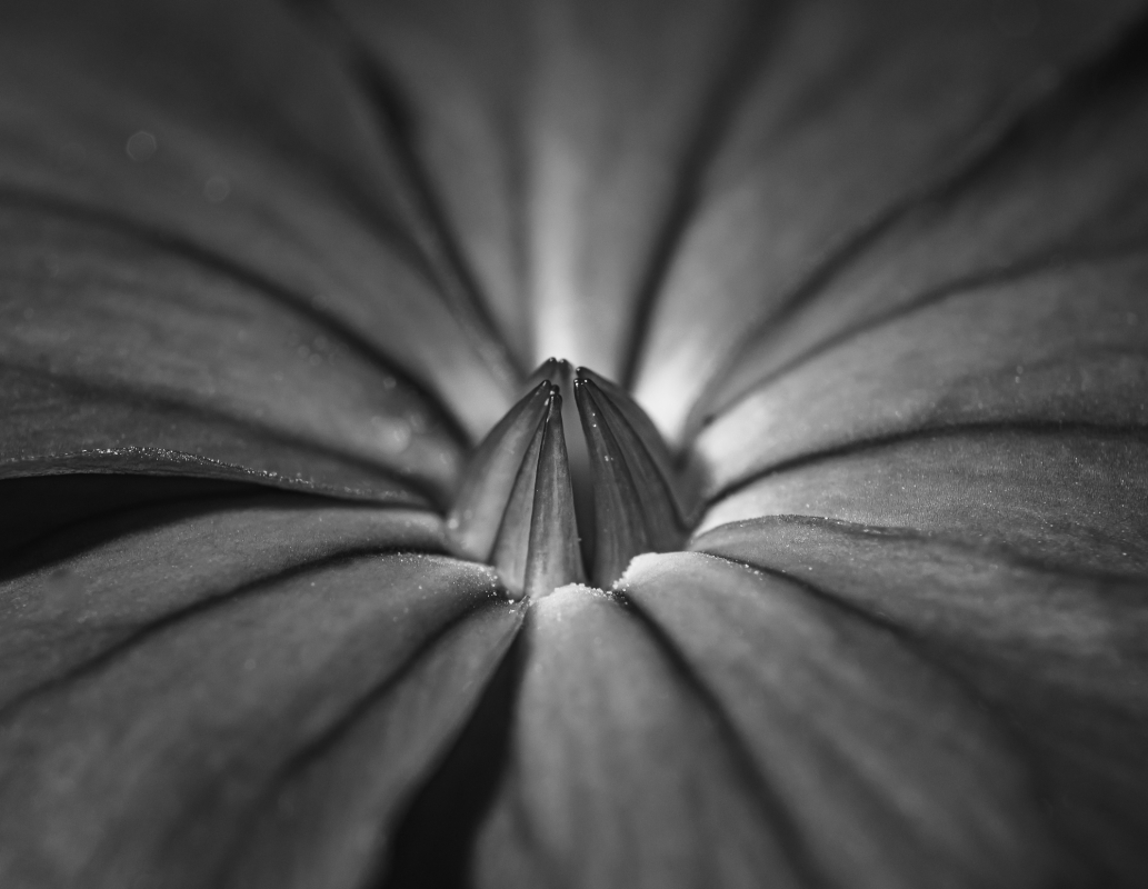 Blüten und Blumen in Schwarzweiss