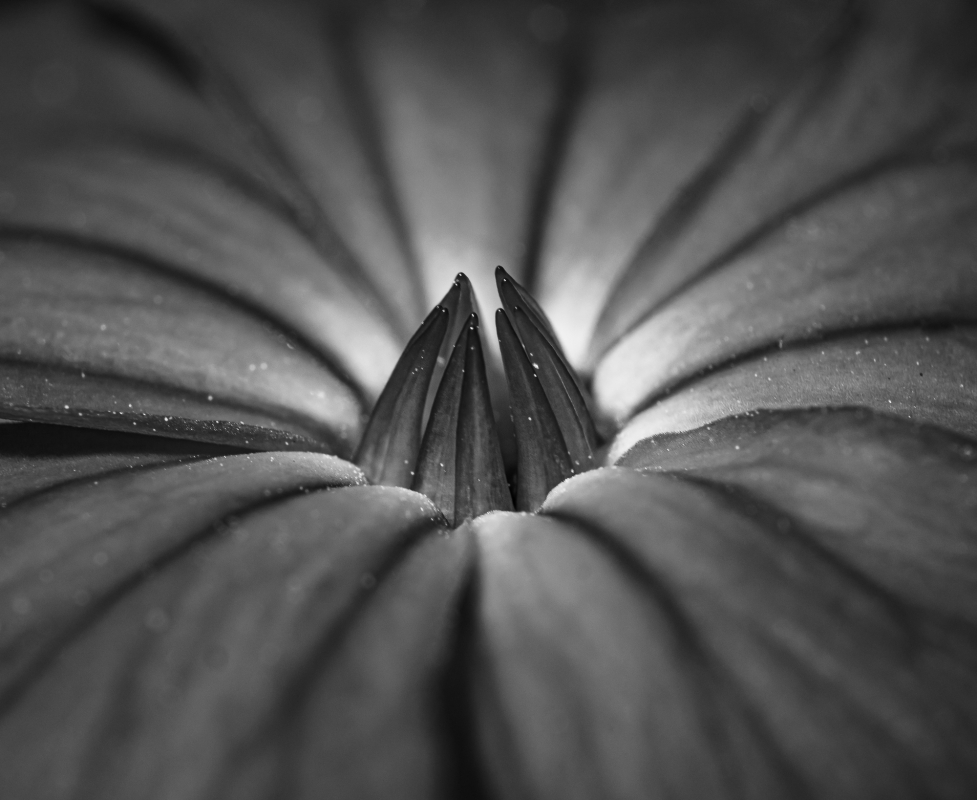 Blüten und Blumen in Schwarzweiss