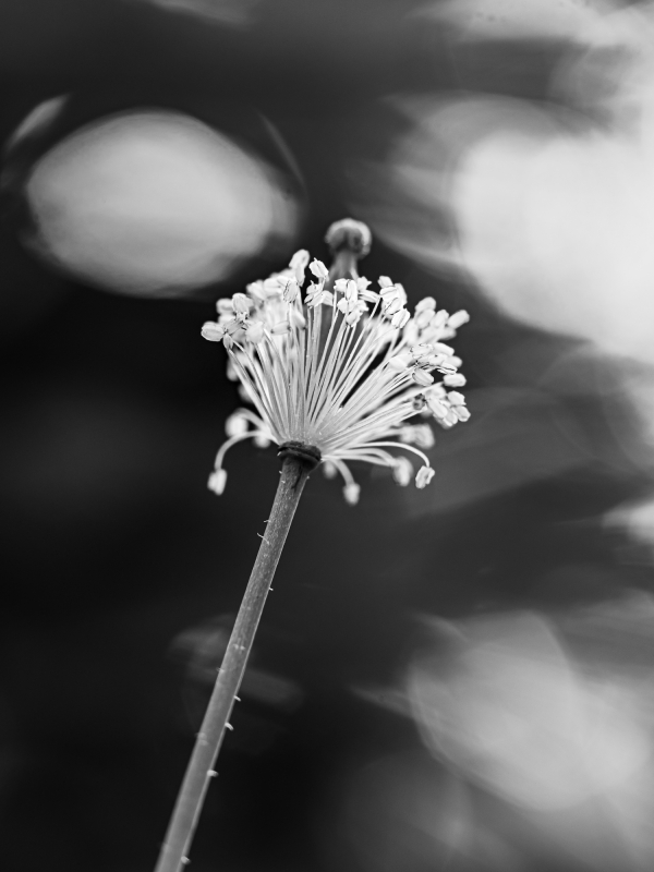 Blüten und Blumen in Schwarzweiss