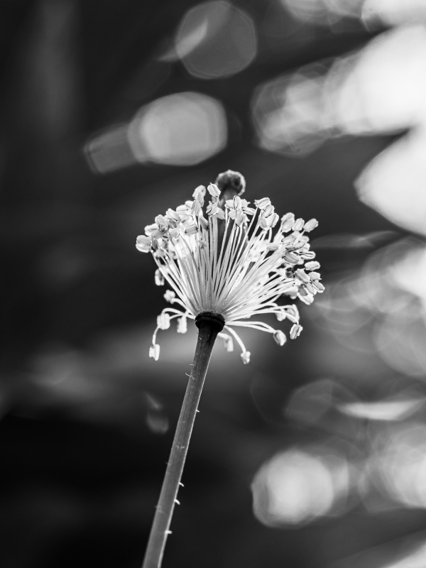Blüten und Blumen in Schwarzweiss
